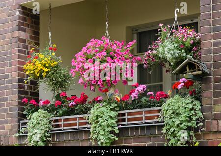 Beggarticks (Bidens), petunias (Petunia) and pelargoniums (Pelargonium) on a balcony Stock Photo