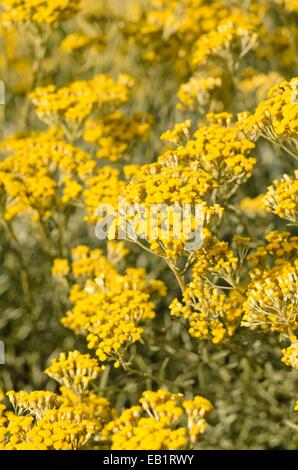 Curry plant (Helichrysum italicum) Stock Photo