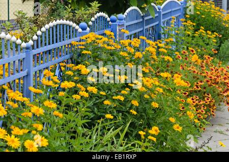 False sunflower (Heliopsis helianthoides) and great blanket flower (Gaillardia aristata) at a blue garden fence Stock Photo