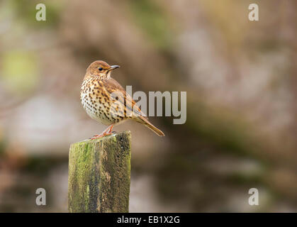 Song thrush Turdus philomelos perched on wooden fence post Stock Photo