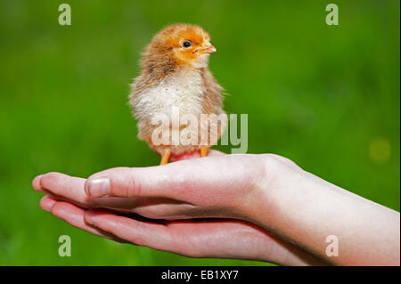 Day old poultry chick being held in a childs hand. Stock Photo