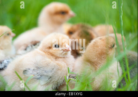 Day old poultry chicks outside on grass. Stock Photo