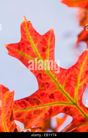 Scarlet Oak Autumn Leaf - Quercus coccinea Stock Photo