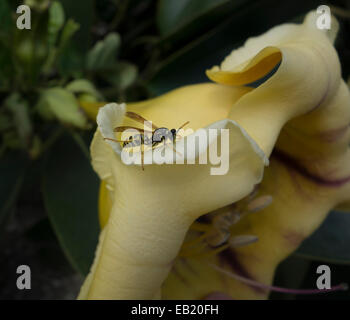 Wasp on a Solandra maxima, generally known as Cup of Gold Vine, Golden Chalice Vine, or Hawaiian Lily. Stock Photo