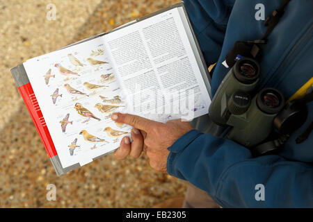 Birdwatching and ornithology . Mt Hermon. Golan Heights. Israel. Syria. Asia Stock Photo