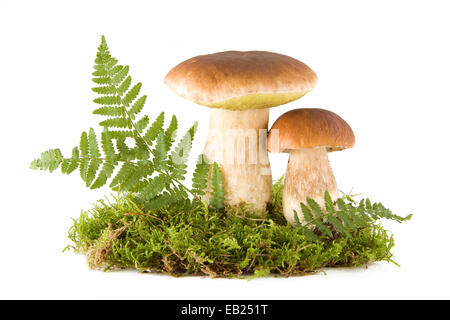 Two fresh porcini mushrooms in a green moss isolated on white Stock Photo