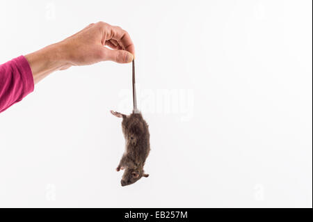 Woman's hand holding dead mouse by tail (model released) Stock Photo