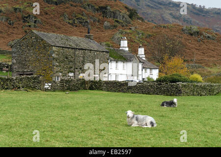 Fell Foot Farm and Herdwick sheep, Little Langdale, Lake District, Cumbria, England, UK. Stock Photo