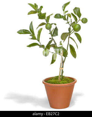 indoor lime plant Stock Photo