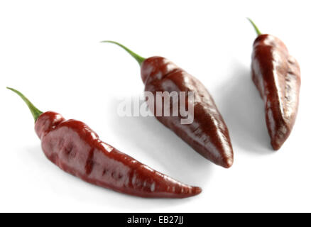 Chocolate Naga Chillies, Bhut Jolokia or Ghost Chilies. Three brown chillies in a row isolated on white background in this studio photography image Stock Photo
