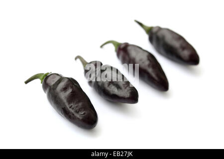 Black chillies known as Pimenta de Neyde Chilies isolated on white background in this studio photography food photo. Four chillies in a diagonal row Stock Photo