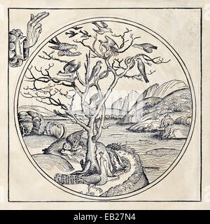 Creation Day 5 (Genesis 1:20-23), God creates all life that lives in the water and all the birds. From 'Liber Chronicarum' by Hartmann Schedel (1440-1514). See description for more information. Stock Photo