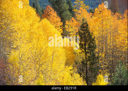 A pine tree set next to a backlit Aspen grove displaying brilliant yellows showcase the arrival of autumn in the Sierra Nevada m