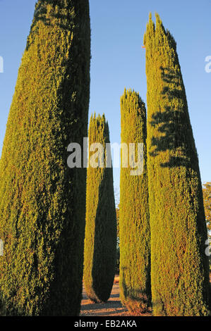 A setting sun casts long shadows on four cypress trees stretching into the blue late afternoon sky. Stock Photo