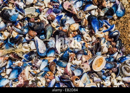 many different sea shells wahsed out on the rocks by the waves and the tides of the ocean. Stock Photo