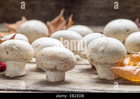 Growing  mushrooms with fall leaves on wooden board. Stock Photo