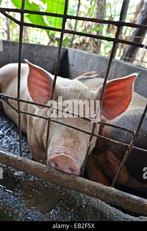 Pigs on a farm in Costa Rica. Stock Photo