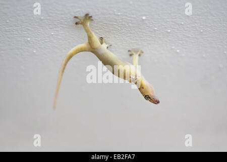 Dead lizard on ceiling Stock Photo