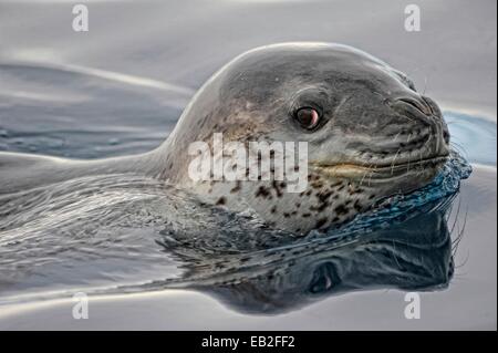 Leopard seal, Hydrurga leptonyx, in Pleneau, a labyrinth of icebergs between the towering mountains of Booth Island in Lemaire Channel. Stock Photo