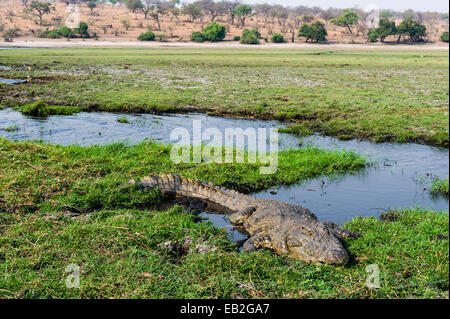 An enormous Nile Crocodile sun basking on an island in a wetland.