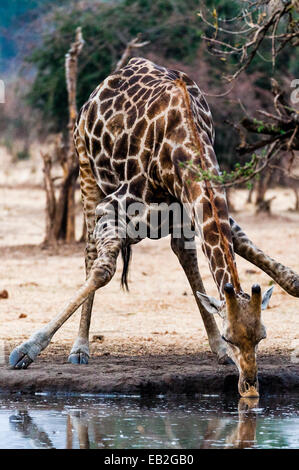 A Giraffe splays it's long legs to drink from a dry season waterhole. Stock Photo