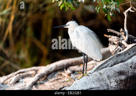 A Little Egret rests in the shade of a tree from the heat of the day.