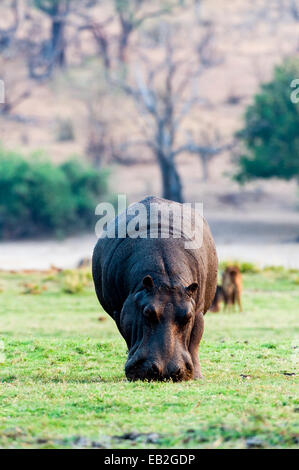 A Nile Hippopotamus grazing on a grass island in a wetland at sunset. Stock Photo