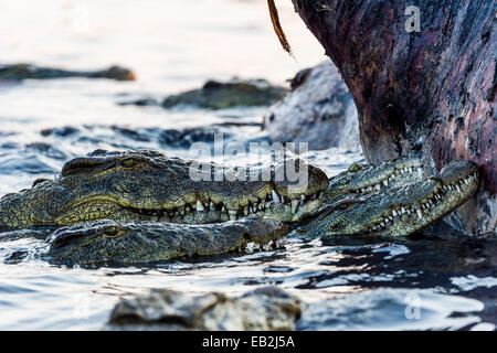 Nile Crocodiles in a feeding frenzy surround a bloated Nile Hippo carcass. Stock Photo