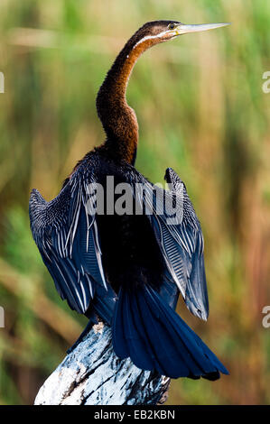 An long-necked African Darter drying it's wings on the shoreline of a wetland. Stock Photo