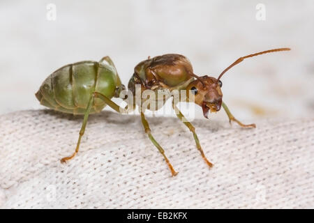 Red ant queen Stock Photo