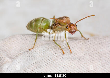 Red ant queen Stock Photo