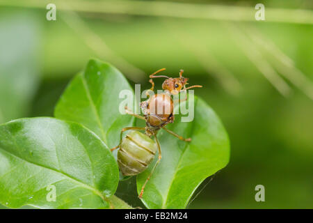 Red ant queen on green leaf Stock Photo