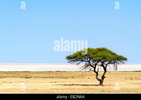 Umbrella Thorn acacia (Vachellia tortilis) in front of Etosha Pan, Etosha National Park, Namibia Stock Photo