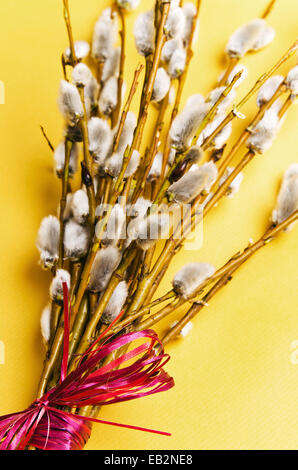 bunch of willow branches Stock Photo