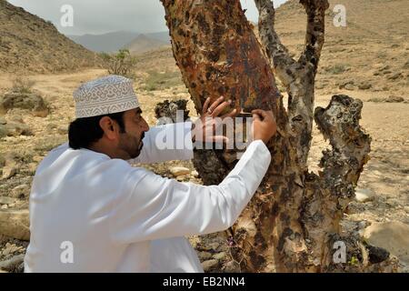 Local man harvesting the precious resin of an Frankincense Tree (Boswellia sacra), near Mughsayl, Dhofar Region, Orient, Oman Stock Photo