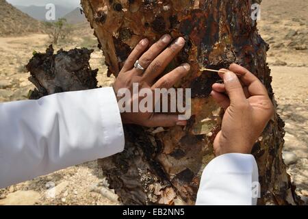 Local man harvesting the precious resin of an Frankincense Tree (Boswellia sacra), near Mughsayl, Dhofar Region, Orient, Oman Stock Photo