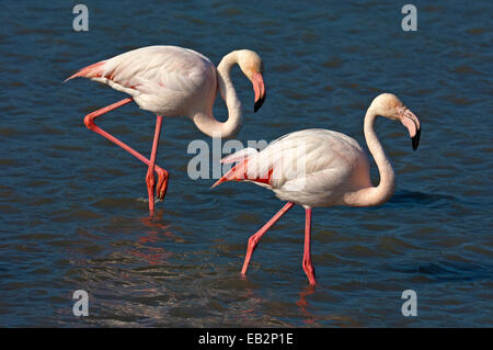 Two Greater Flamingos (Phoenicopterus roseus) wading in shallow water, Camargue, France Stock Photo