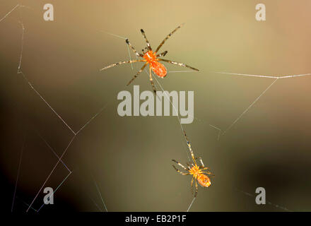 Tangle Web Spiders (Anelosimus sp.) social spiders sharing a web, Tambopata Nature Reserve, Madre de Dios Region, Peru Stock Photo