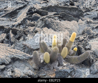 Lava Cactus (Brachycereus nesioticus), Fernandina Island, Galápagos Islands, Ecuador Stock Photo