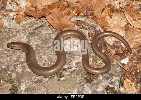 Slow Worm (Anguis fragilis) with blue spots basking in the sun, Mount Olympus, Litochoro, Central Macedonia, Greece Stock Photo