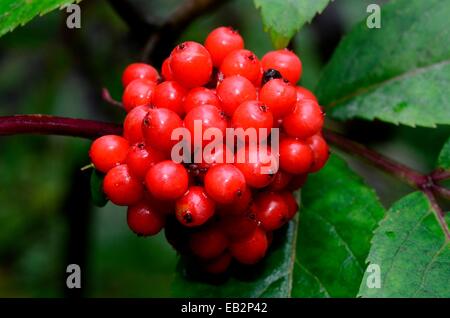 Red Elderberry (Sambucus racemosa), Sweden Stock Photo