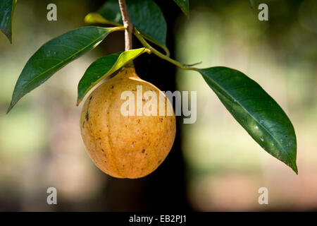 Nutmeg fruit growing on a Nutmeg Tree (Myristica fragrans), Peermade, Kerala, India Stock Photo
