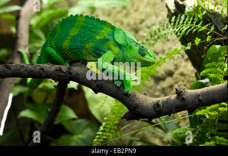 Giant Chameleon, Chamaeleo melleri with strong green colour over branch Stock Photo