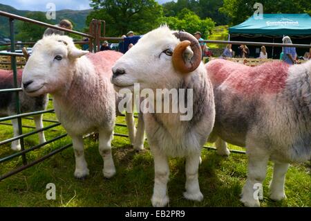 Three Herdwick sheep in a pen. Patterdale Dog Day, The Lake District, Cumbria, England, UK. Stock Photo