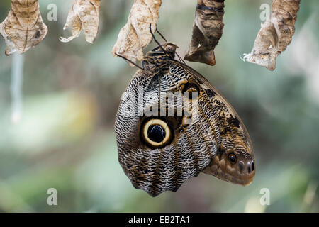 Newly hatched Forest Giant Owl butterfly (Caligo eurilochus), Wilhelma Zoo butterfly house, Stuttgart, Baden-Württemberg Stock Photo