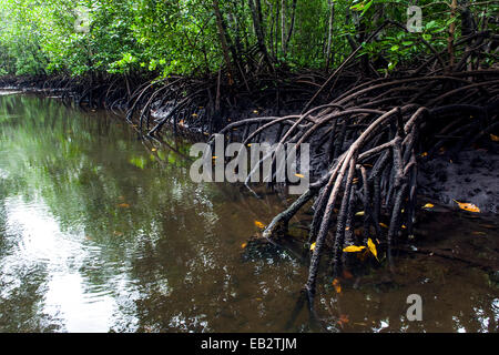 Mangrove tree roots crowd a tidal river that drains the flooded swamp forest at low tide. Stock Photo