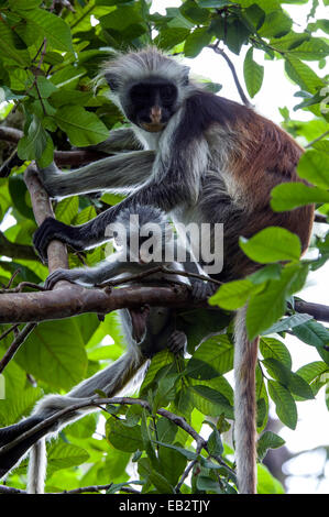 An inquisitive Zanzibar Red Colobus infant playing beside it's mother in the canopy of a Coral Rag Forest. Stock Photo