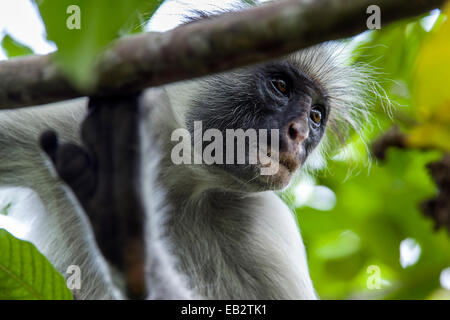 A Zanzibar Red Colobus resting in the canopy of a Coral Rag Forest. Stock Photo