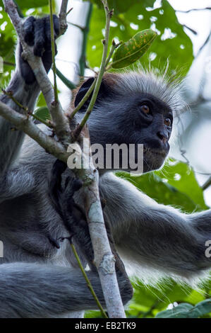The muscular bicep of a female Zanzibar Red Colobus resting in the canopy of a Coral Rag Forest. Stock Photo