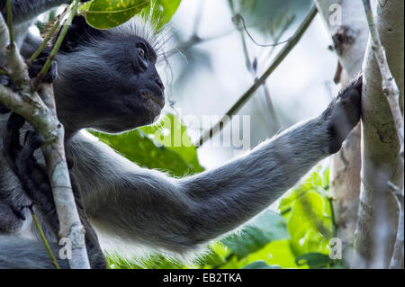 The muscular bicep of a female Zanzibar Red Colobus resting in the canopy of a Coral Rag Forest. Stock Photo